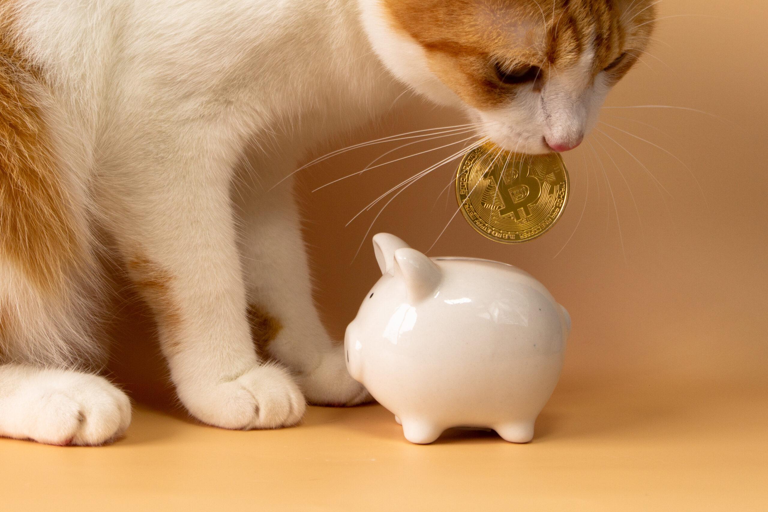 A cute orange cat is using his mouth to drop the piggy bank, saving the investment. Saving money. On the yellow-orange black background.