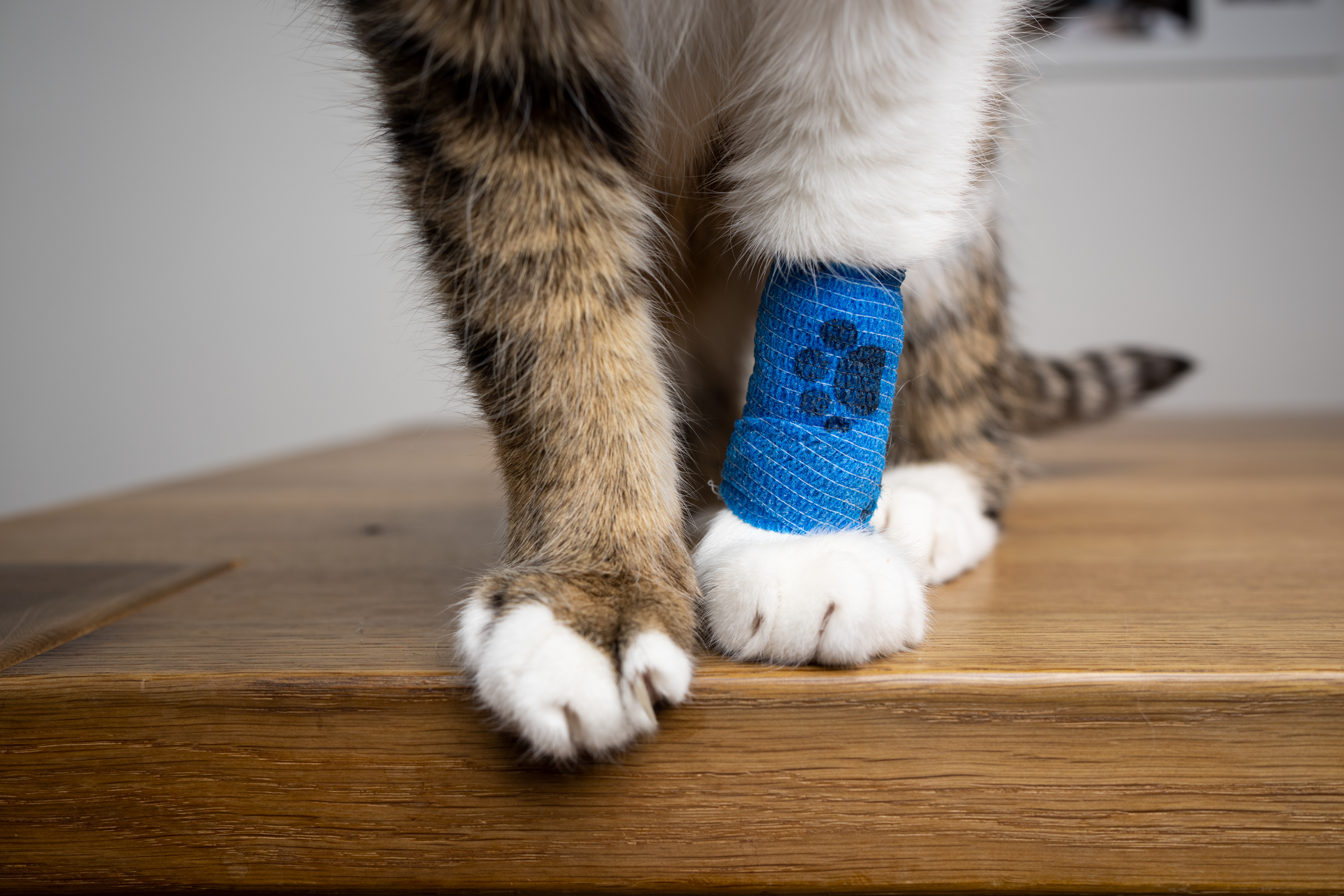 Fluffy Cat paws with blue medical bandage after the vet visit, copy space