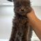 Floof
